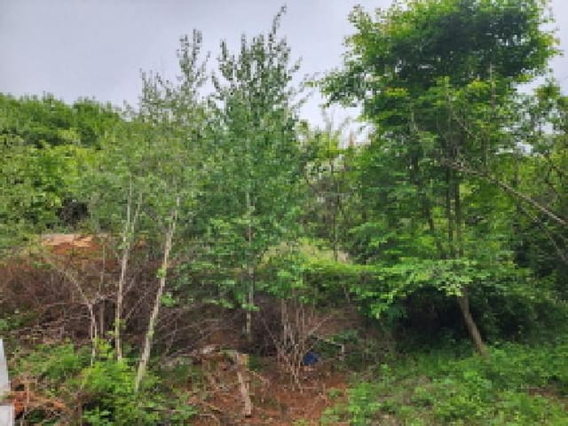B000250202501300557704.jpg