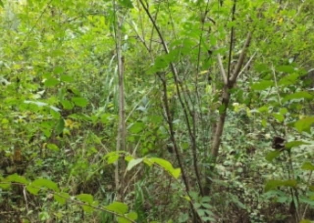 B0002512021013000517333.jpg