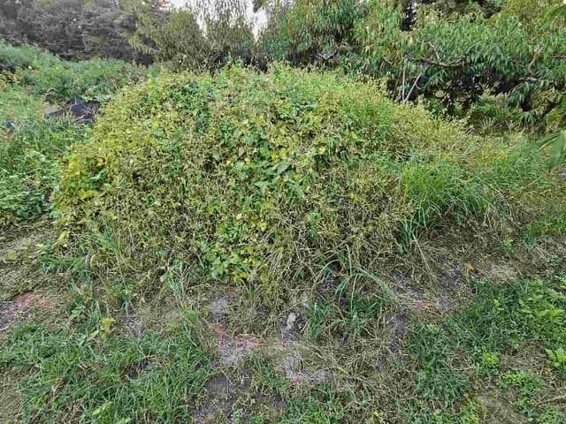 B000252202301300364333.jpg