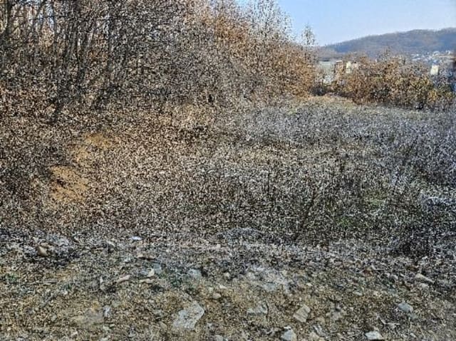 B000252202401300006774.jpg