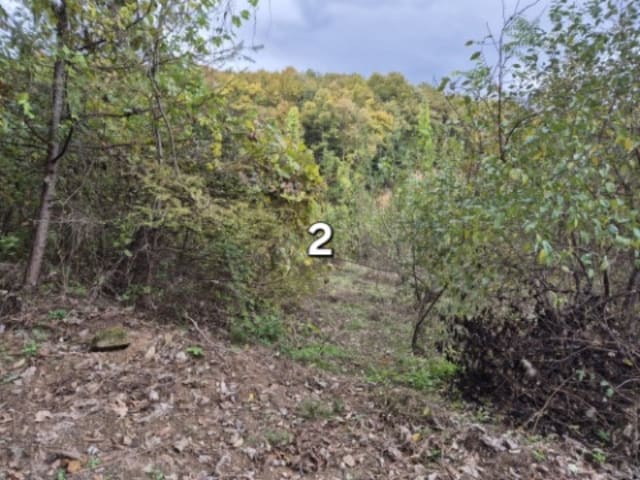 B000252202401300058872.jpg