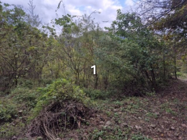 B000252202401300058871.jpg
