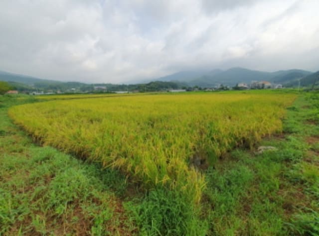 B000252202401300382454.jpg