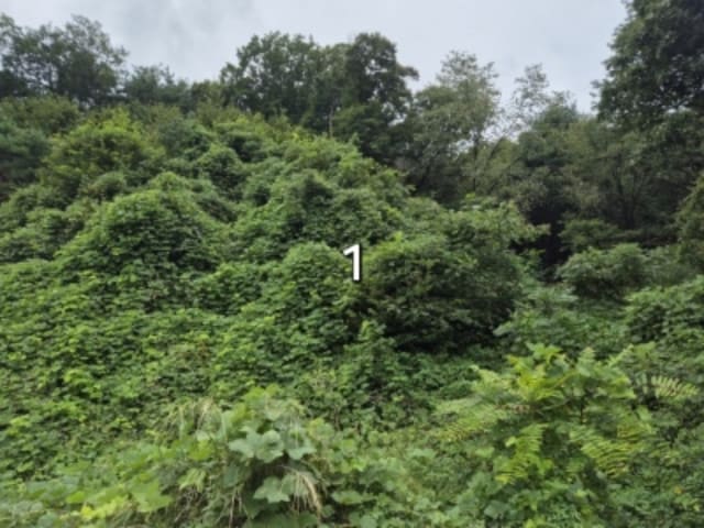 B000252202401300392861.jpg
