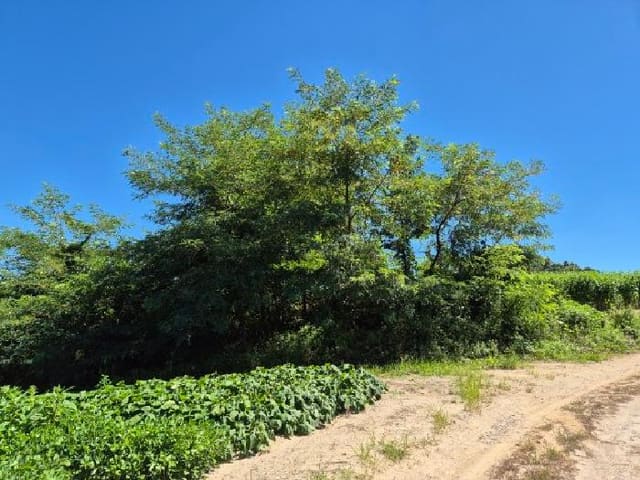 B000252202501300007333.jpg