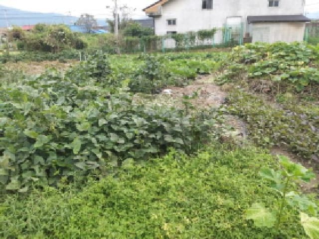 B000253202501300425243.jpg