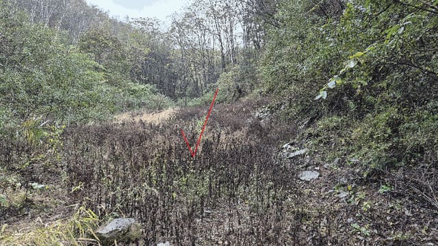 B000260202501300509403.jpg