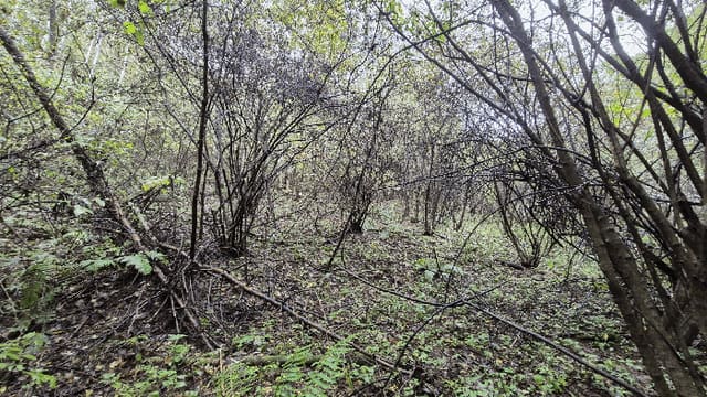 B000260202501300509404.jpg