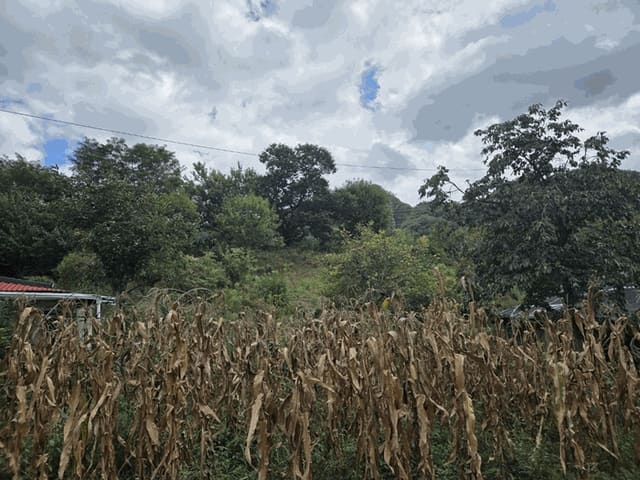 B000264202501300011513.jpg