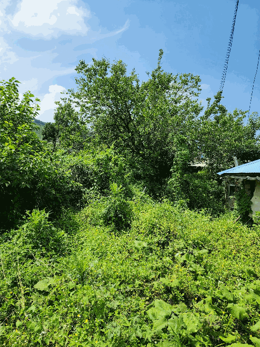 B000271202501300016784.jpg