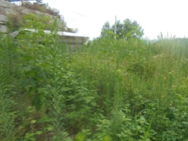 B000271202501300306492.jpg