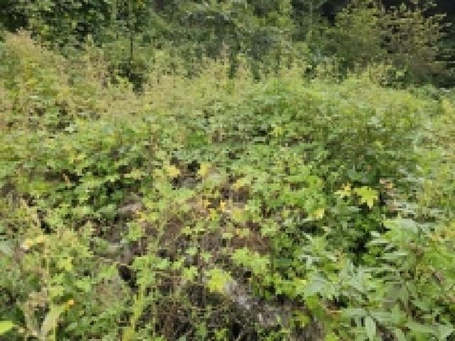 B000272202501300001514.jpg