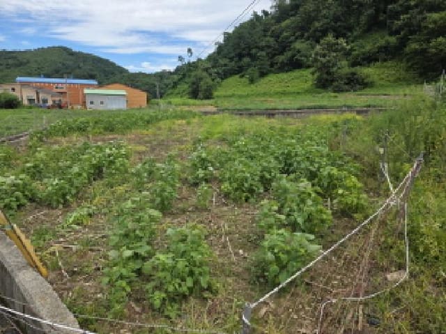 B000272202501300053881.jpg