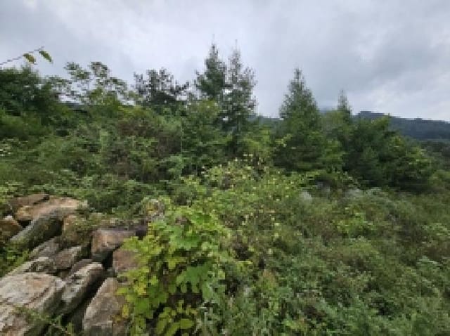 B000272202501300054061.jpg