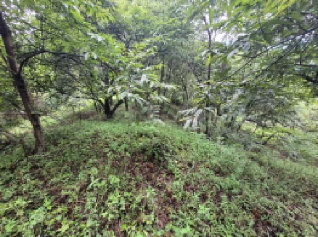 B000280202501300038038.jpg