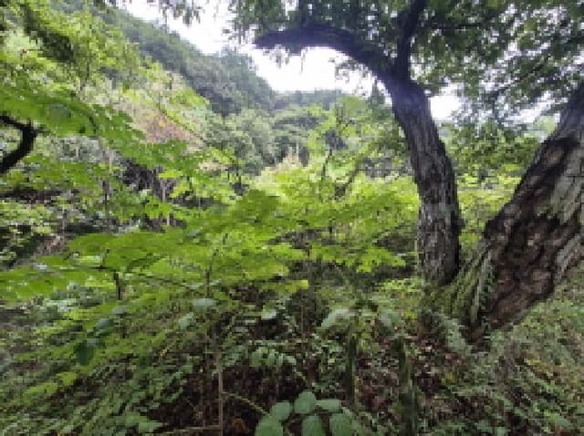 B000280202501300038039.jpg