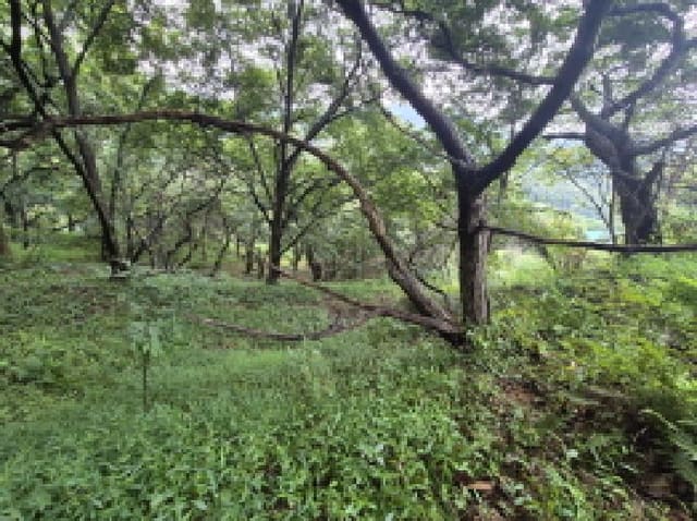 B000280202501300038033.jpg