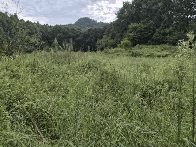 B000280202501305033124.jpg