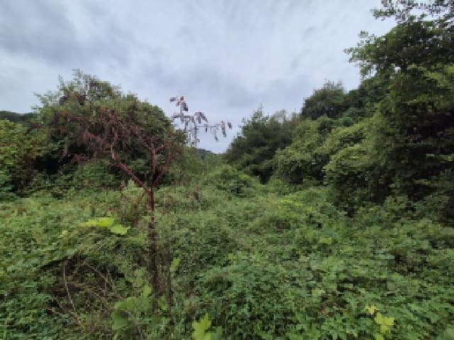 B000280202501305033851.jpg