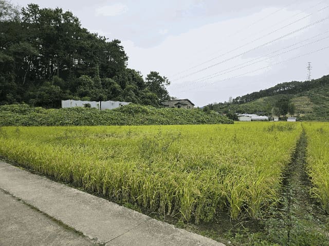 B000280202501305033984.jpg