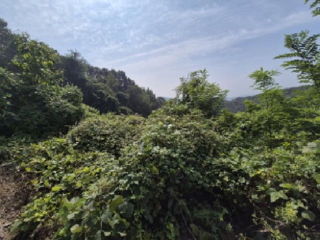 B000280202501305034443.jpg