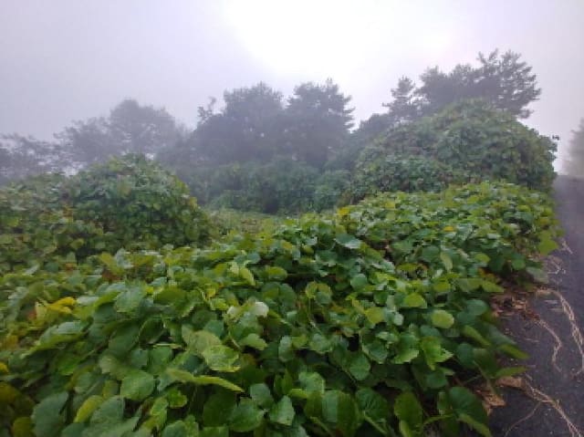 B000280202501305034931.jpg