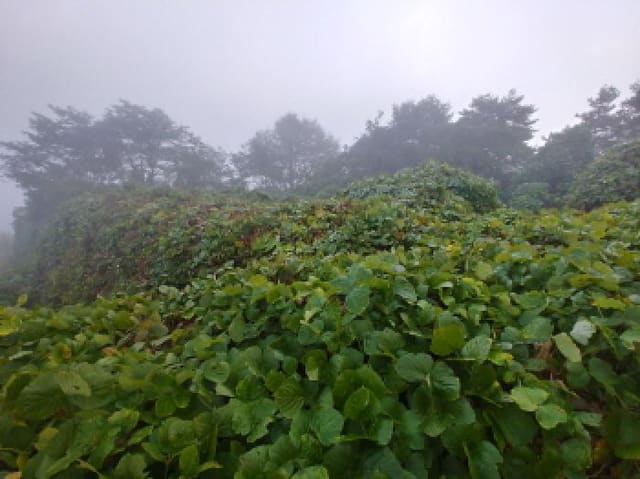 B000280202501305034932.jpg