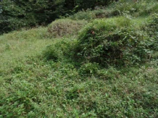 B000282202501300004681.jpg