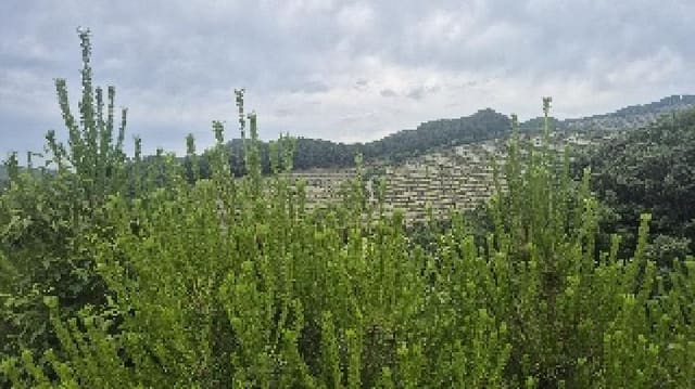 B000283202501300118553.jpg