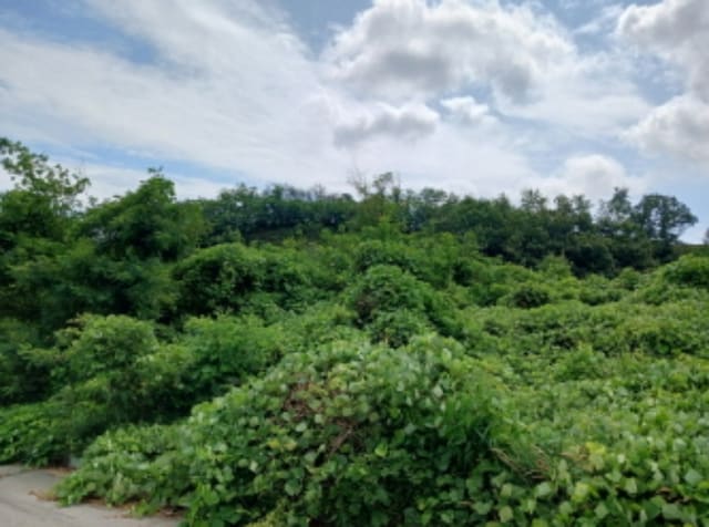 B000285202401300574134.jpg