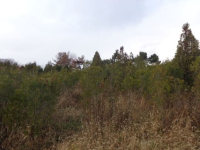 B000285202401300610302.jpg