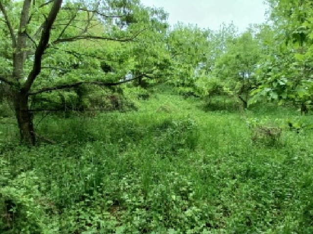 B000285202501300005844.jpg