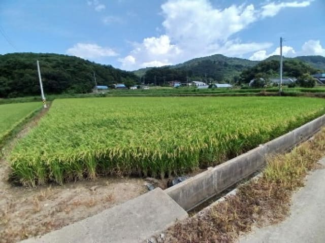 B000285202501300515793.jpg