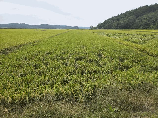 B000285202501300517264.jpg