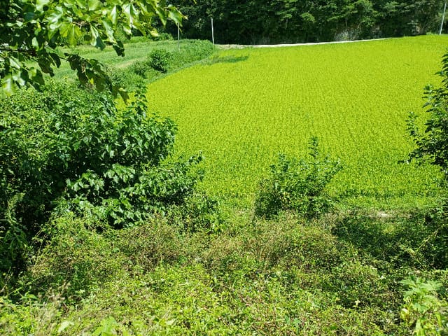 B000311202501301004894.jpg