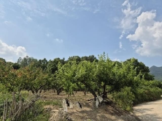 B000315202501300101812.jpg
