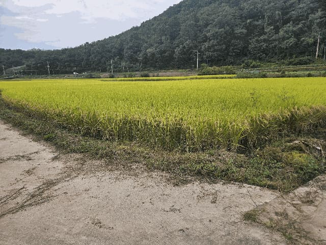 B000315202501300102874.jpg