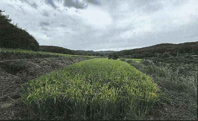 B000317202501300040224.jpg