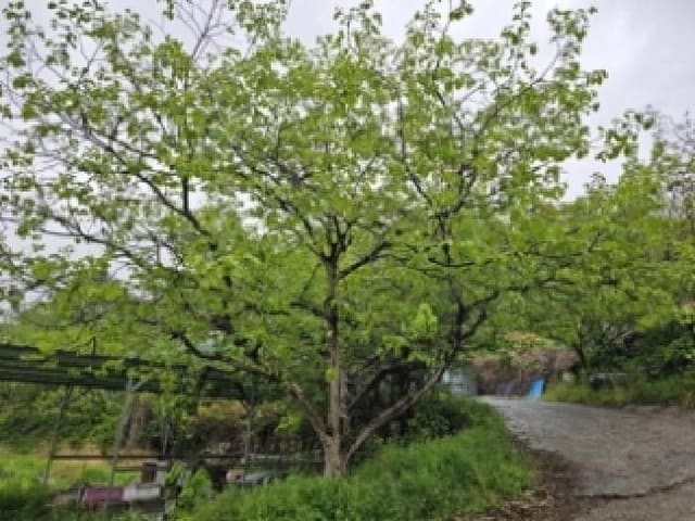 B000421202501300005994.jpg