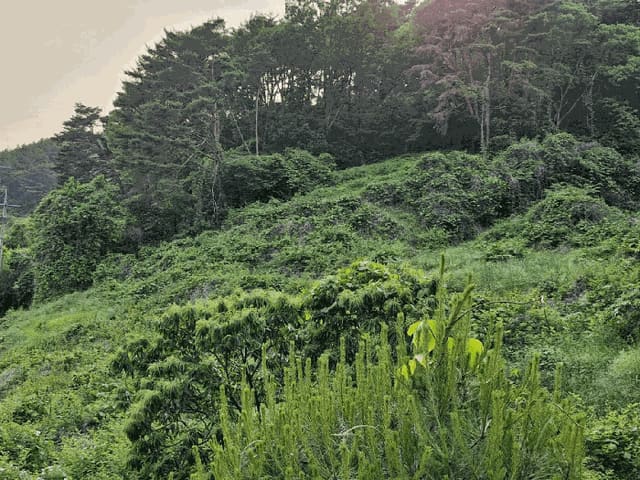 B0004232025013001033912.jpg
