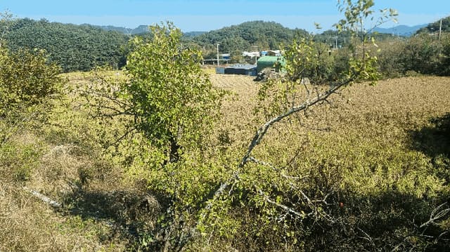 B000424202501300005854.jpg