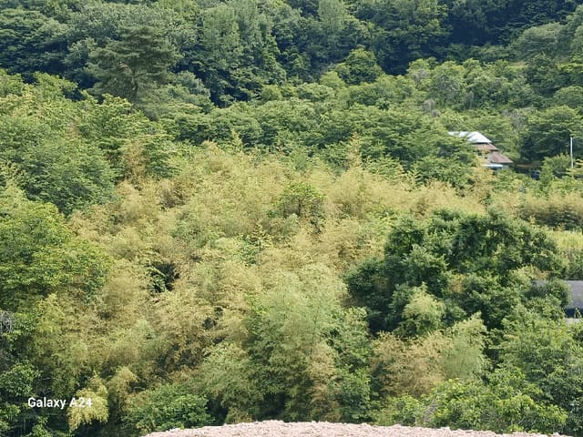 B000510202501300329025.jpg