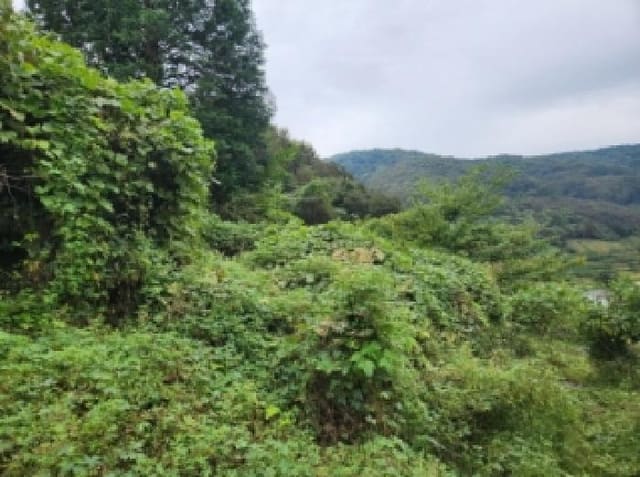 B000513202501300006333.jpg