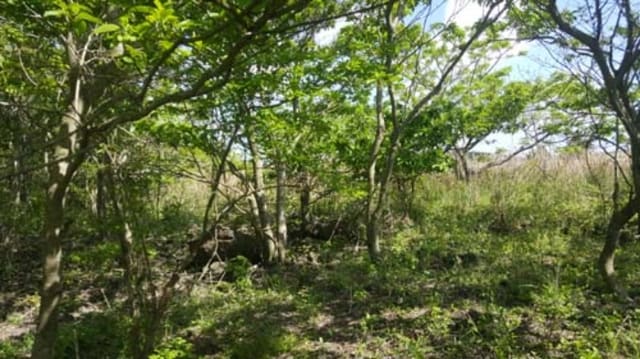 B000530201601300031282.jpg