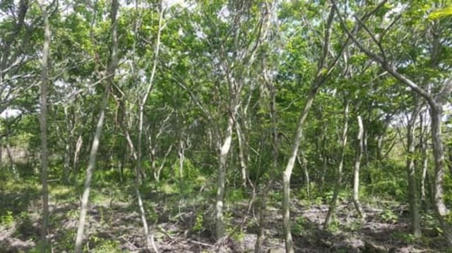 B000530201601300031281.jpg