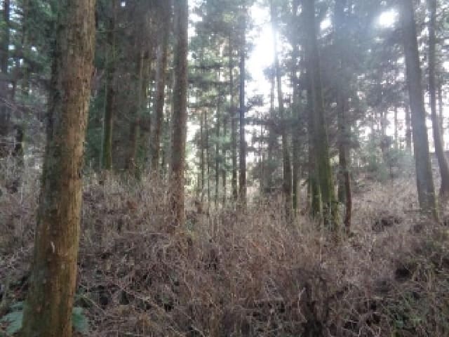 B000530202501300005103.jpg