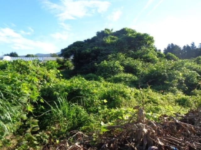 B000530202501300013704.jpg