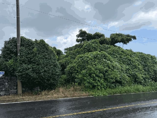 B000530202501300015222.jpg