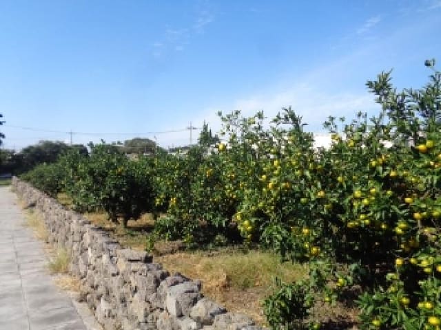 B000530202501300018123.jpg