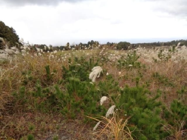 B000530202501300019492.jpg